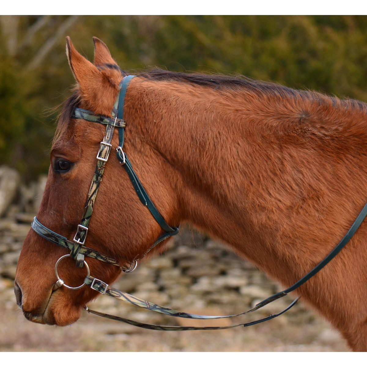 Shop Sunflower Yellow Picnic Bridle