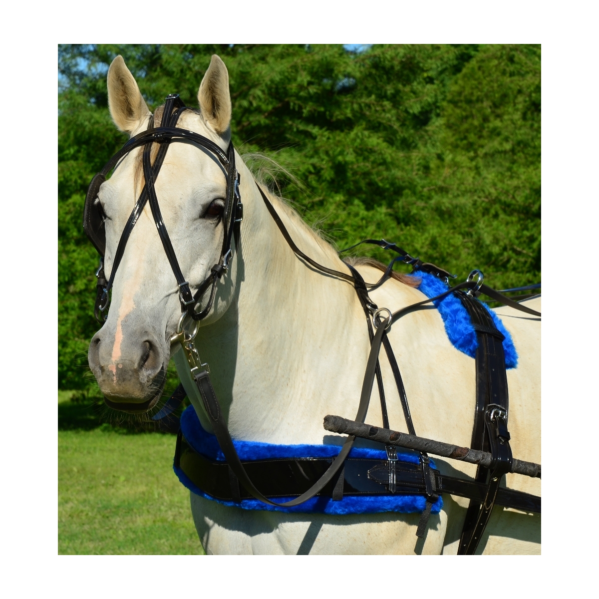 Quick Hitch Trotting Driving Harness Made Of Biothane Cob Size 