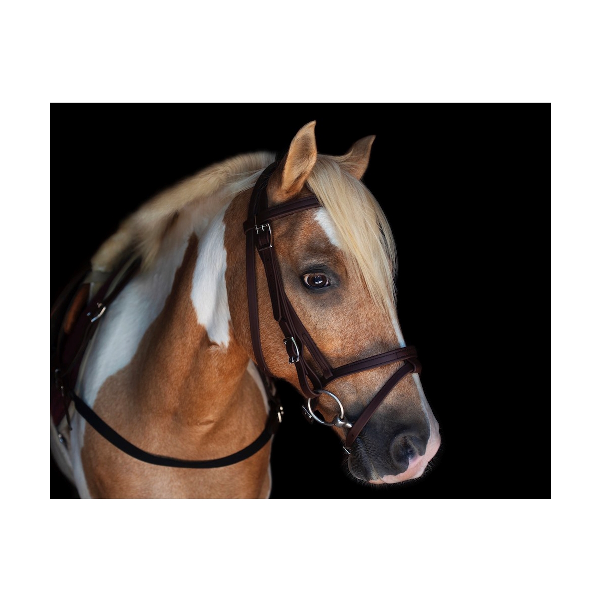 Shop English Bridle with Cavesson for Horses Online - Two ...