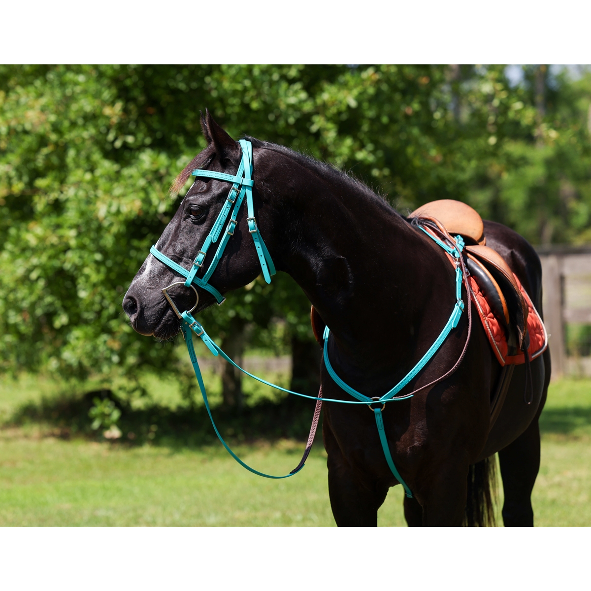 Shop English Bridle with Cavesson for Horses Online - Two ...