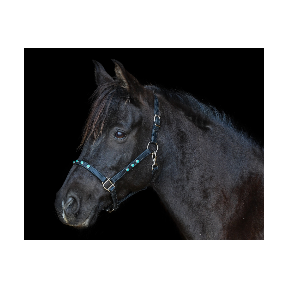 Black Bling Gator Bronc Halter – Twisted T Tack