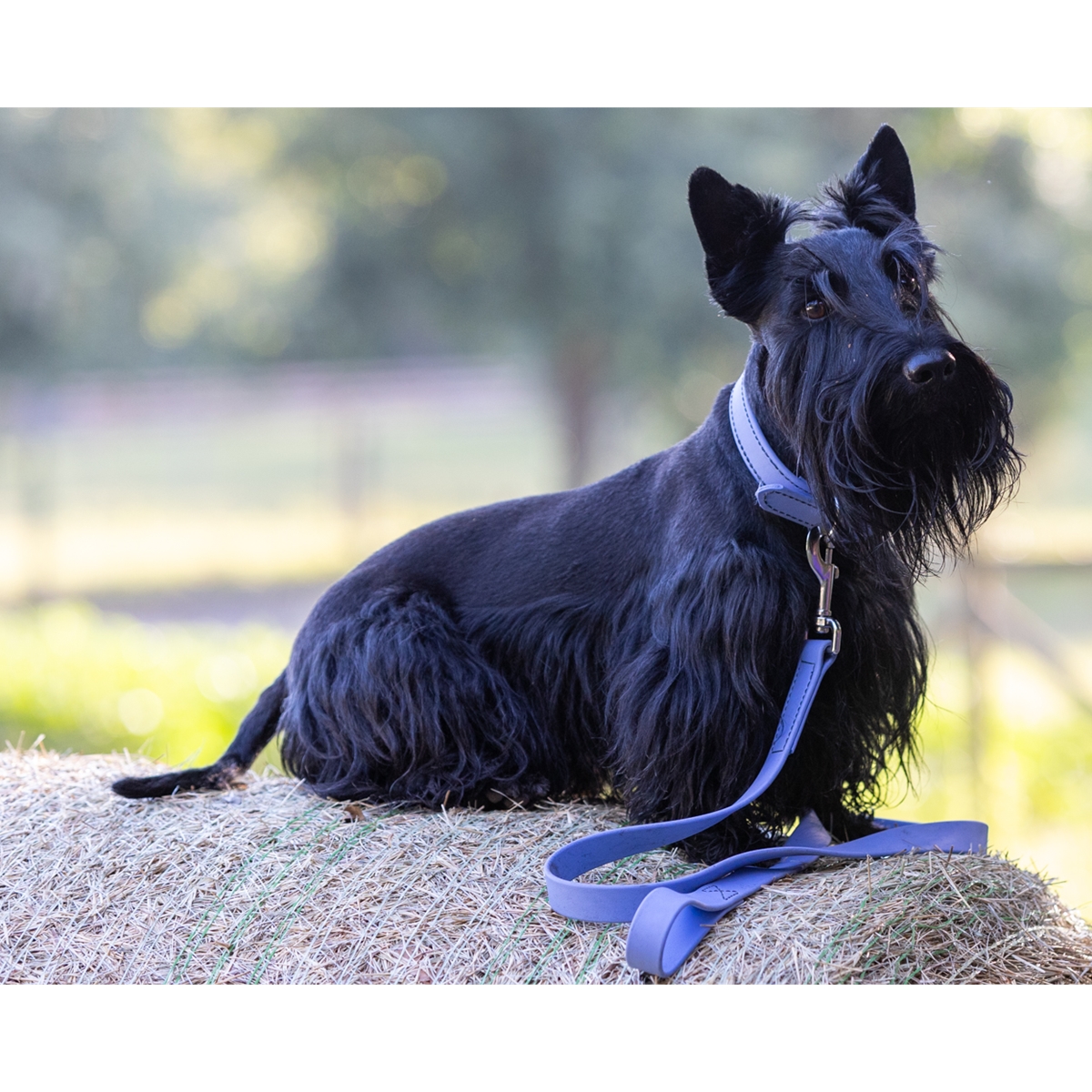 Buy Online Dog Leash Made From Beta Biothane Two Horse Tack