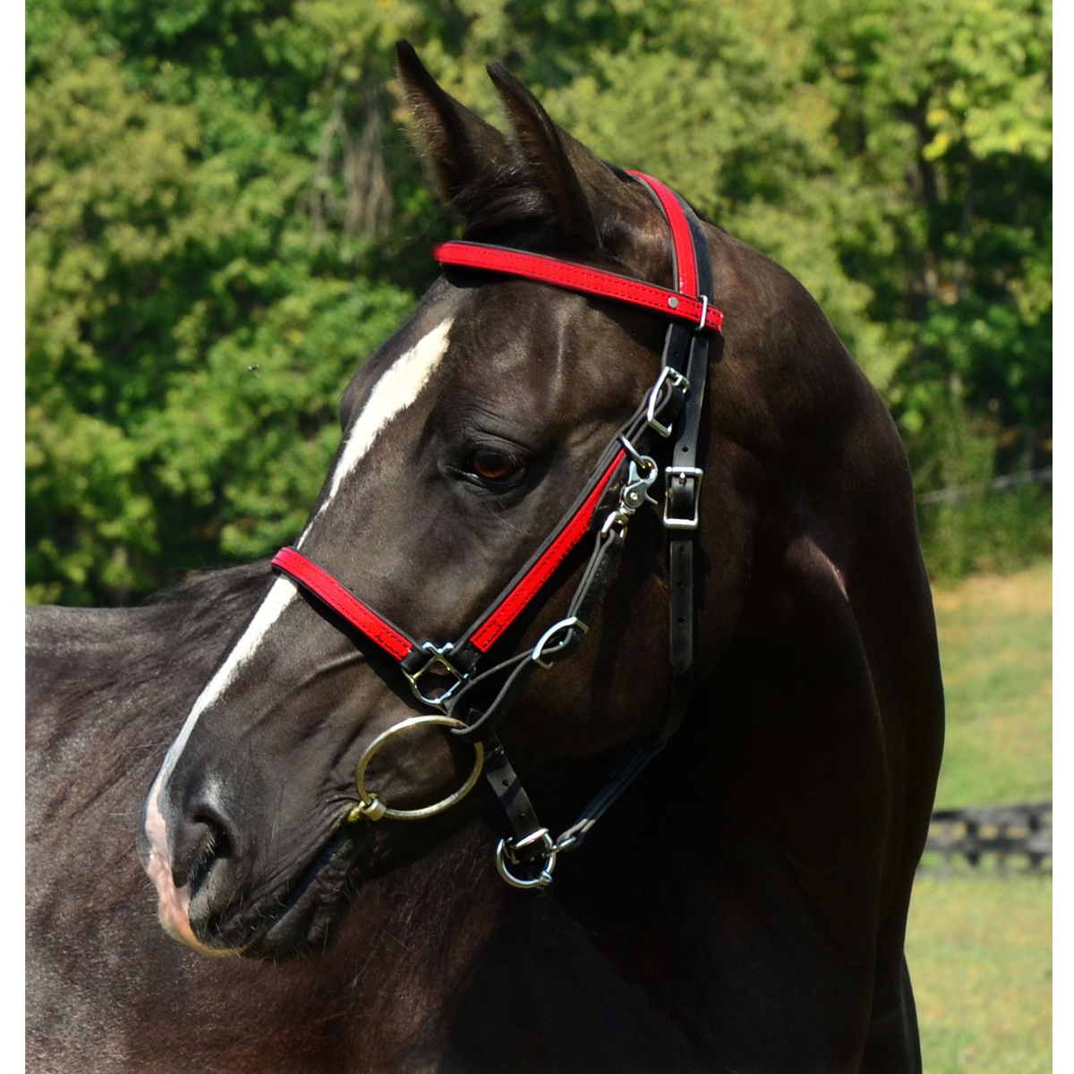 Beta Biothane with Overlay Halter Bridle with Bit Hangers