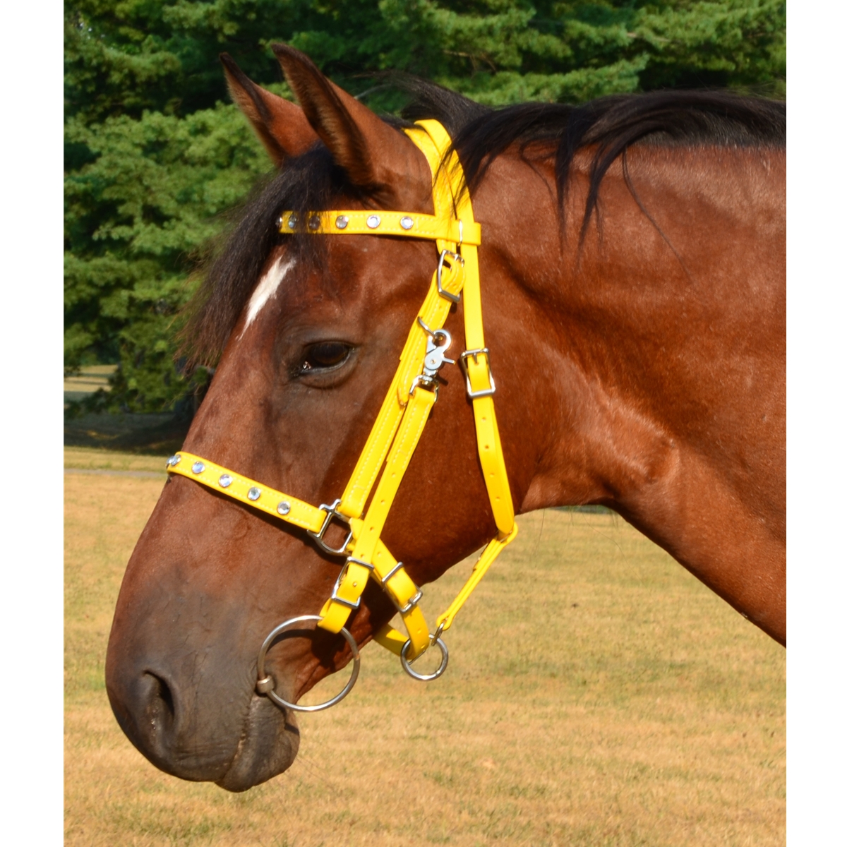 Order Orange Halter Bridle with Bit Hangers Only at Two Horse Tack