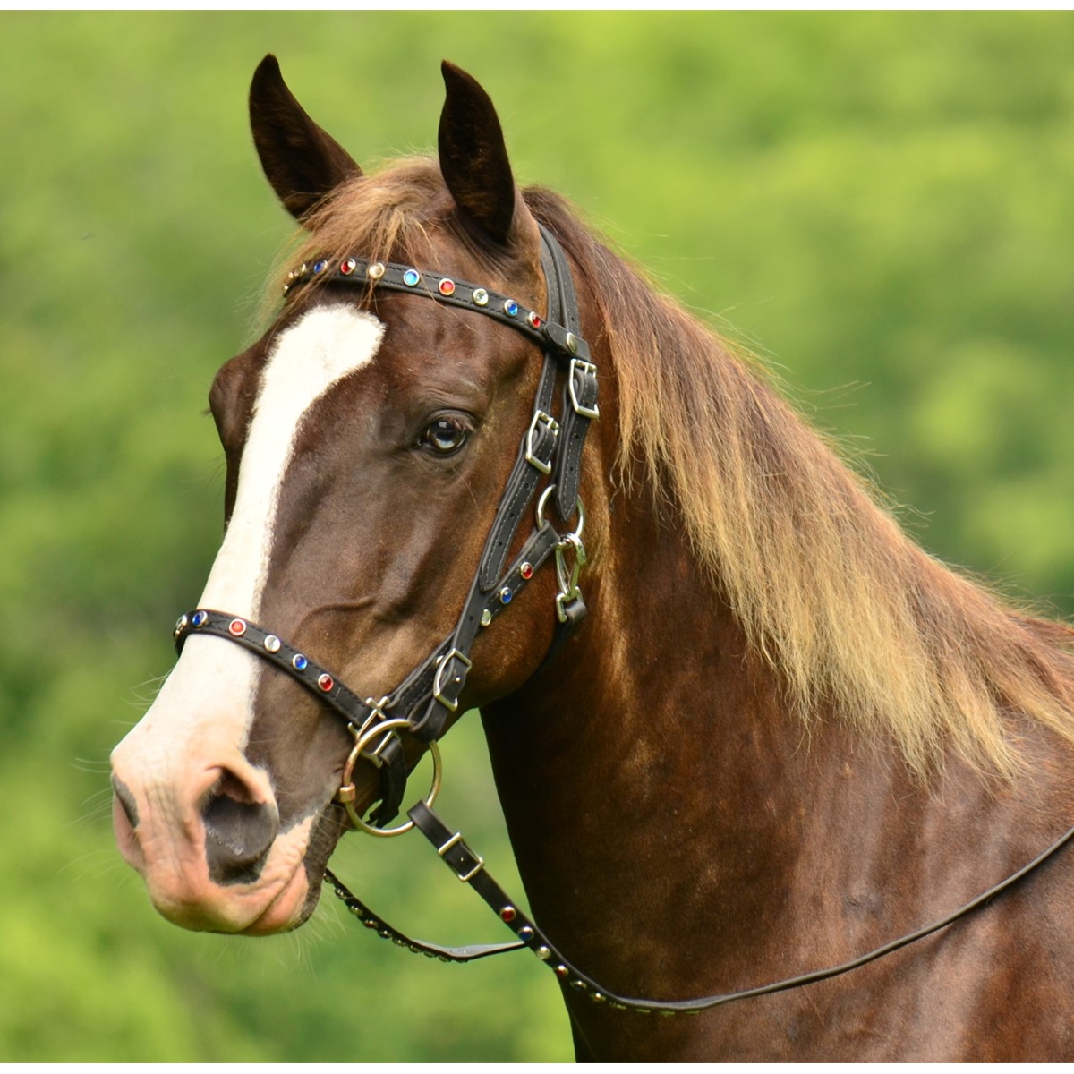 Luxury leather halter with bling