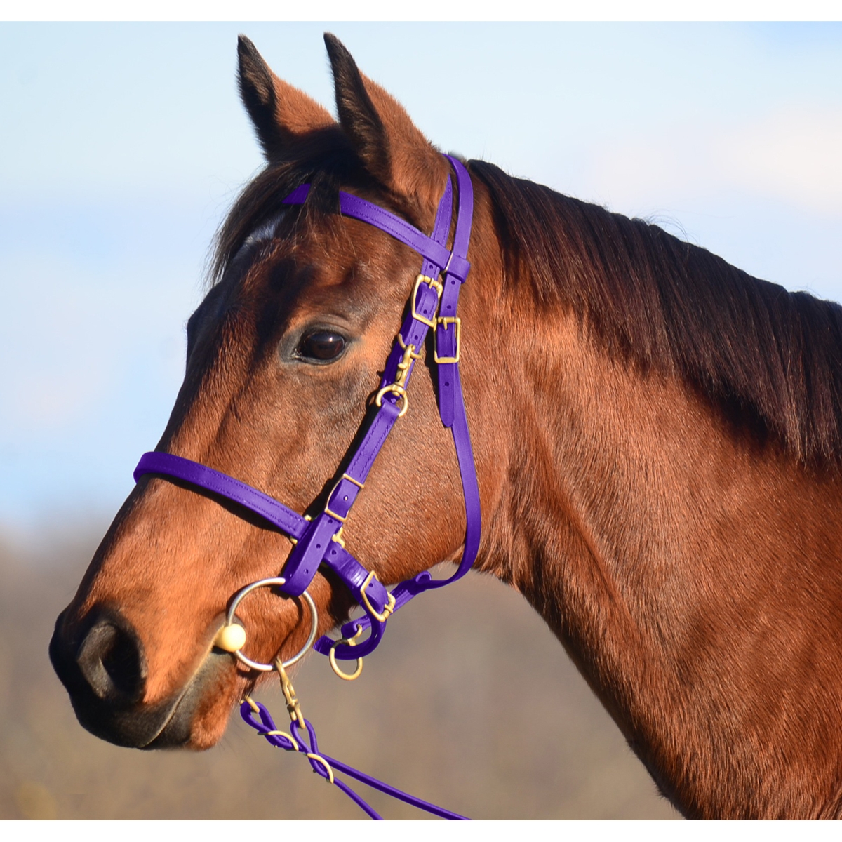 Purple Traditional Halter Bridle with Bit Hangers Two Horse Tack
