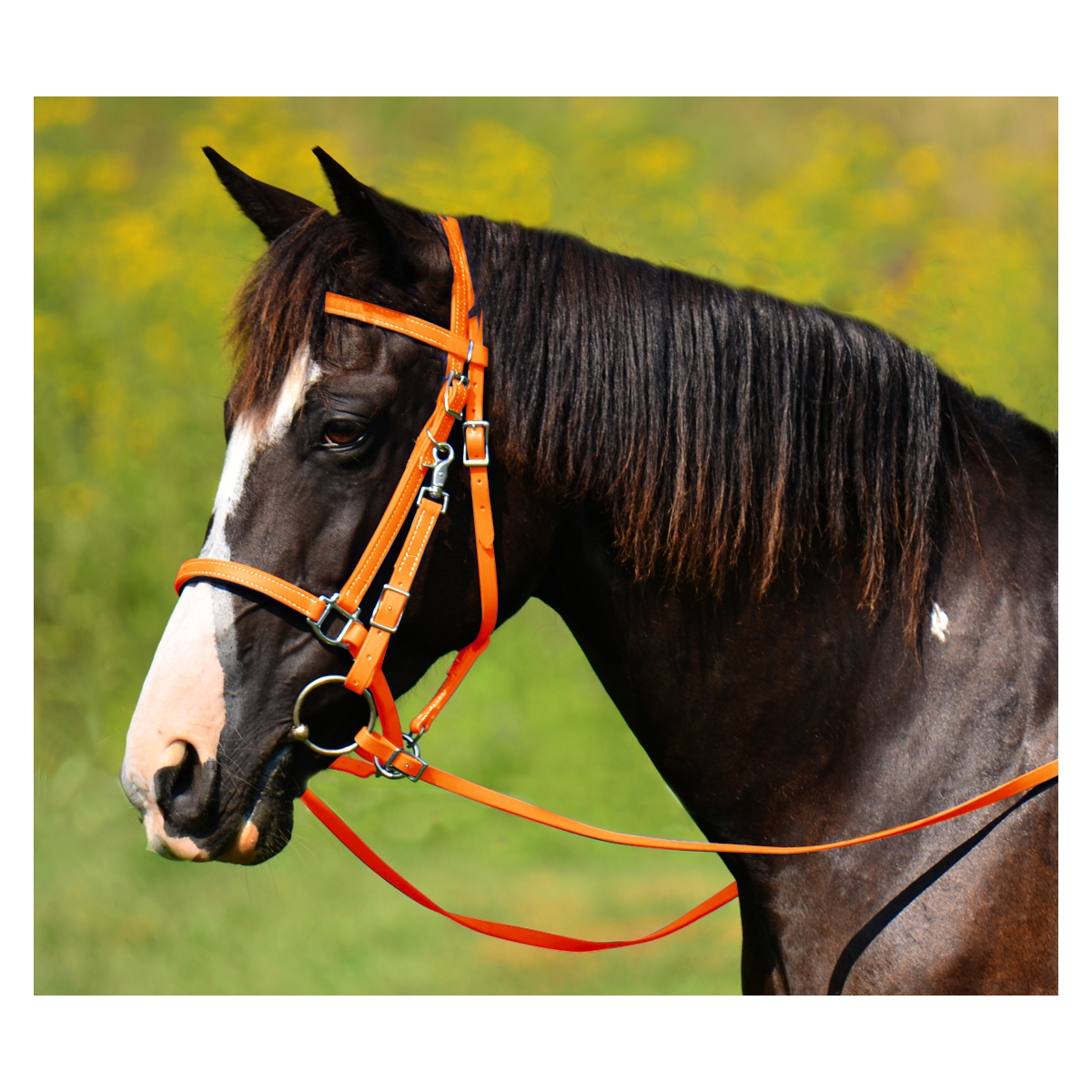 Order Orange Halter Bridle with Bit Hangers Only at Two Horse Tack