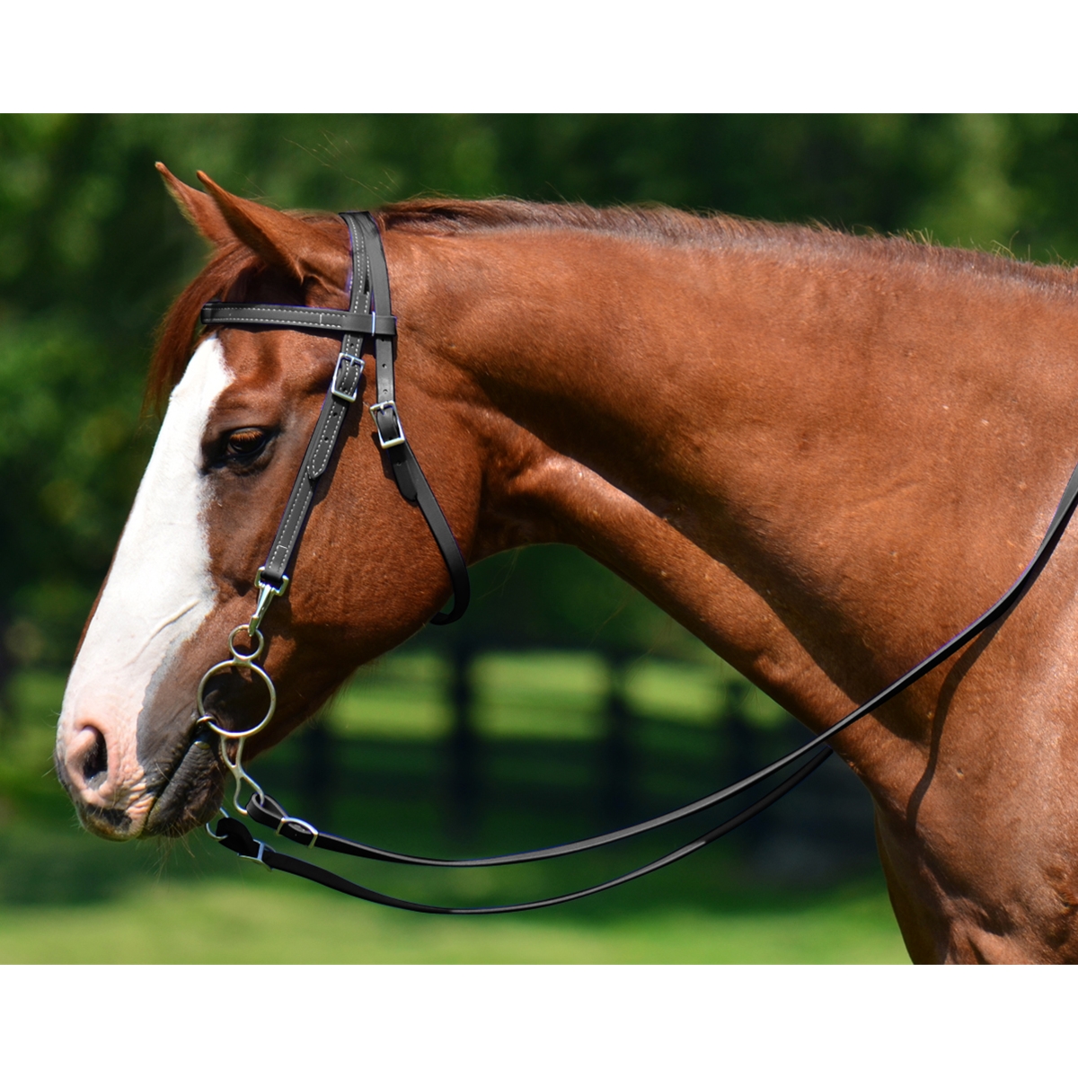Beta Biothane Western Training Bridle with Quick Change Snaps