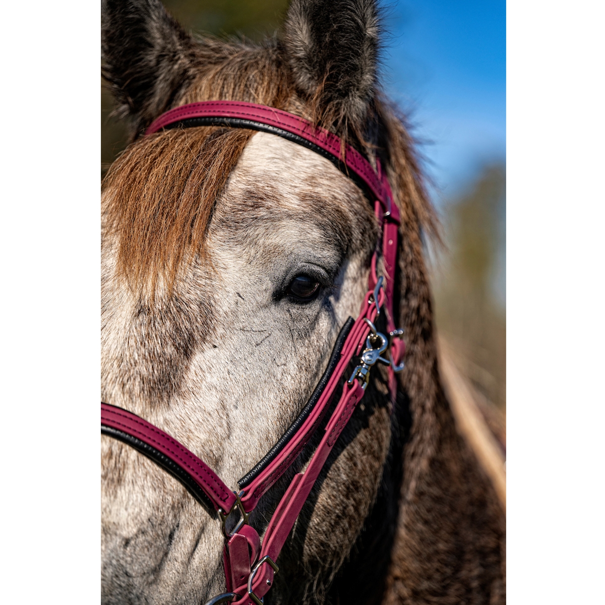 Order Orange Halter Bridle with Bit Hangers Only at Two Horse Tack