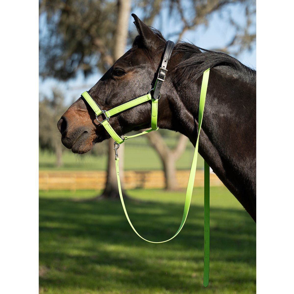 Horse Halter Safety Break Away