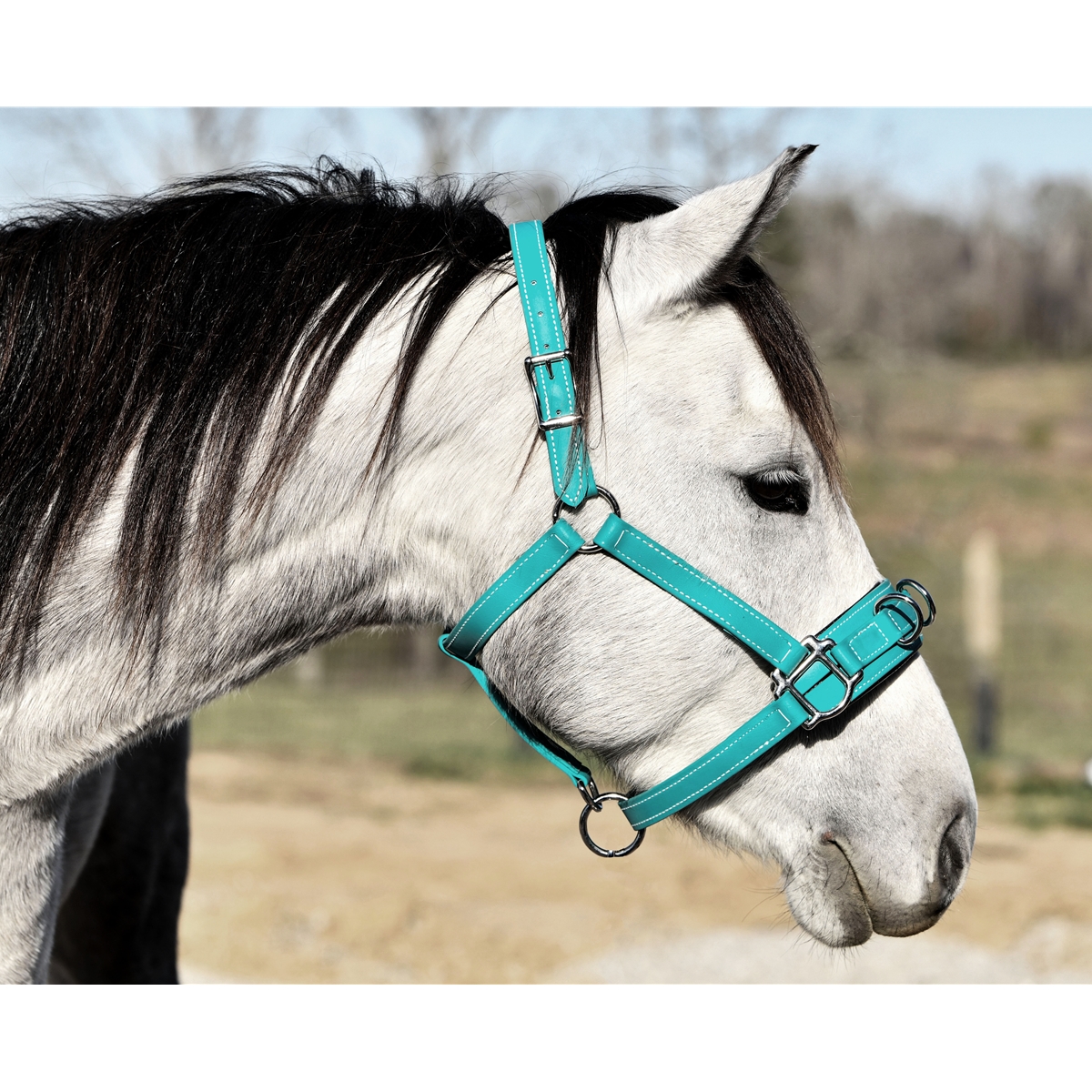 Performers 1st Choice Leather Lunge Cavesson with Padded Noseband Horse Size 