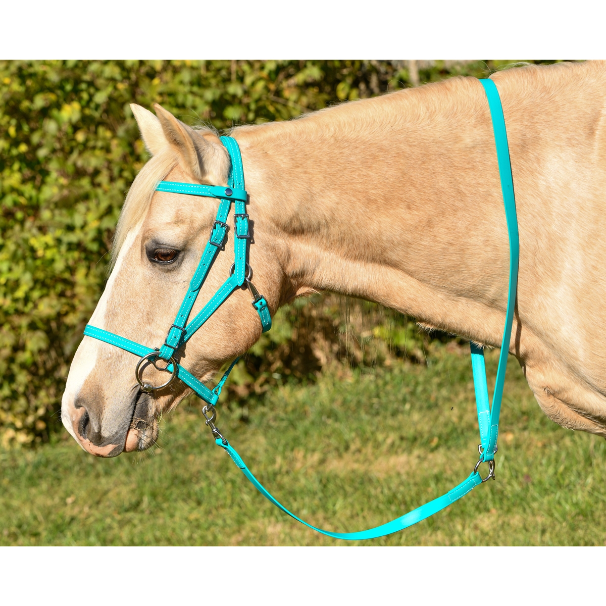 Shop Beta Biothane Leadlines with Two Horse Tack