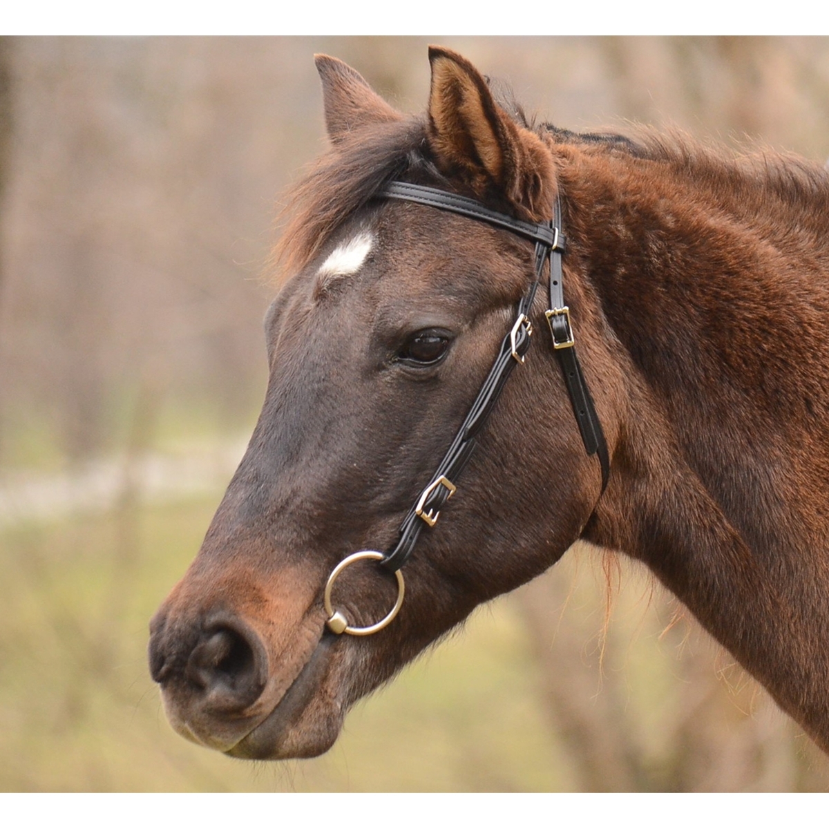 Western Saddle Horse Louis Vuitton Brown Leather Tack Set Bridle +