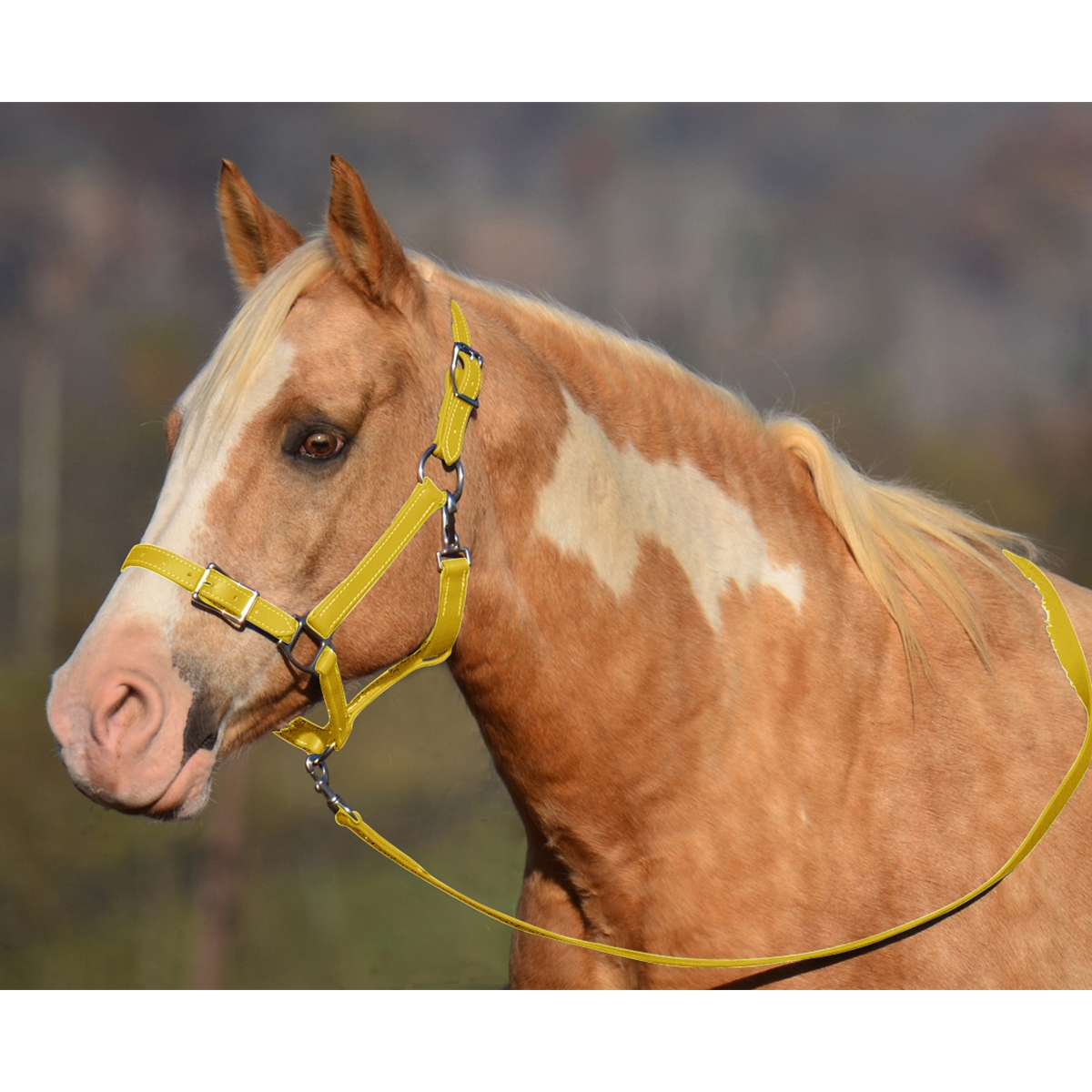 SUNFLOWER YELLOW Buckle Nose Safety HALTER & LEAD made from BETA BIOTHANE