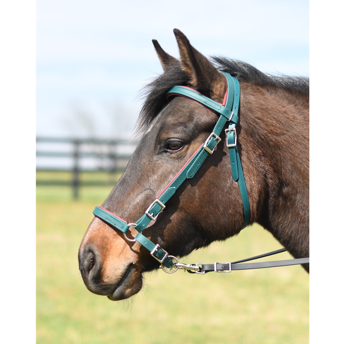 Bitless bridle shop
