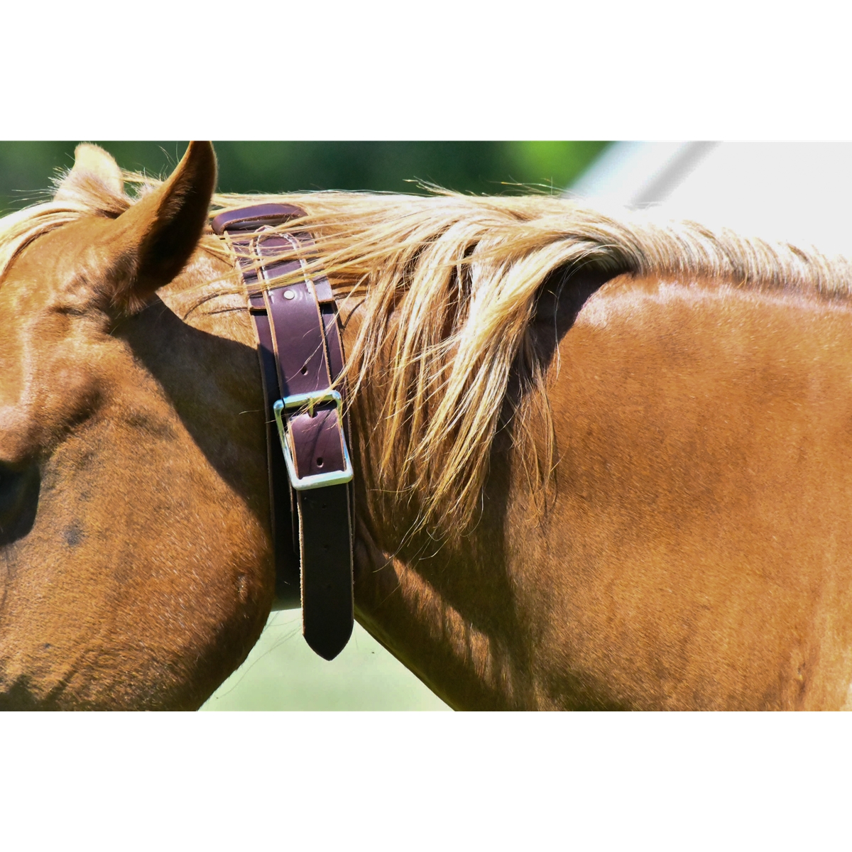 Cribbing collar deals