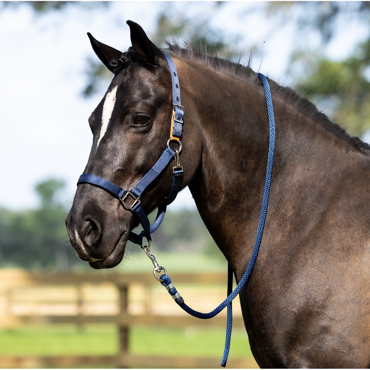 Dura-Tech Draft Horse Breakaway Halter - Super Strong Nylon With Safety Leather Tab