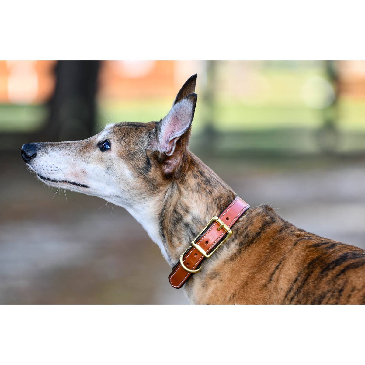 Designer Dog Collar for Italian Greyhound Poodle Whippet 