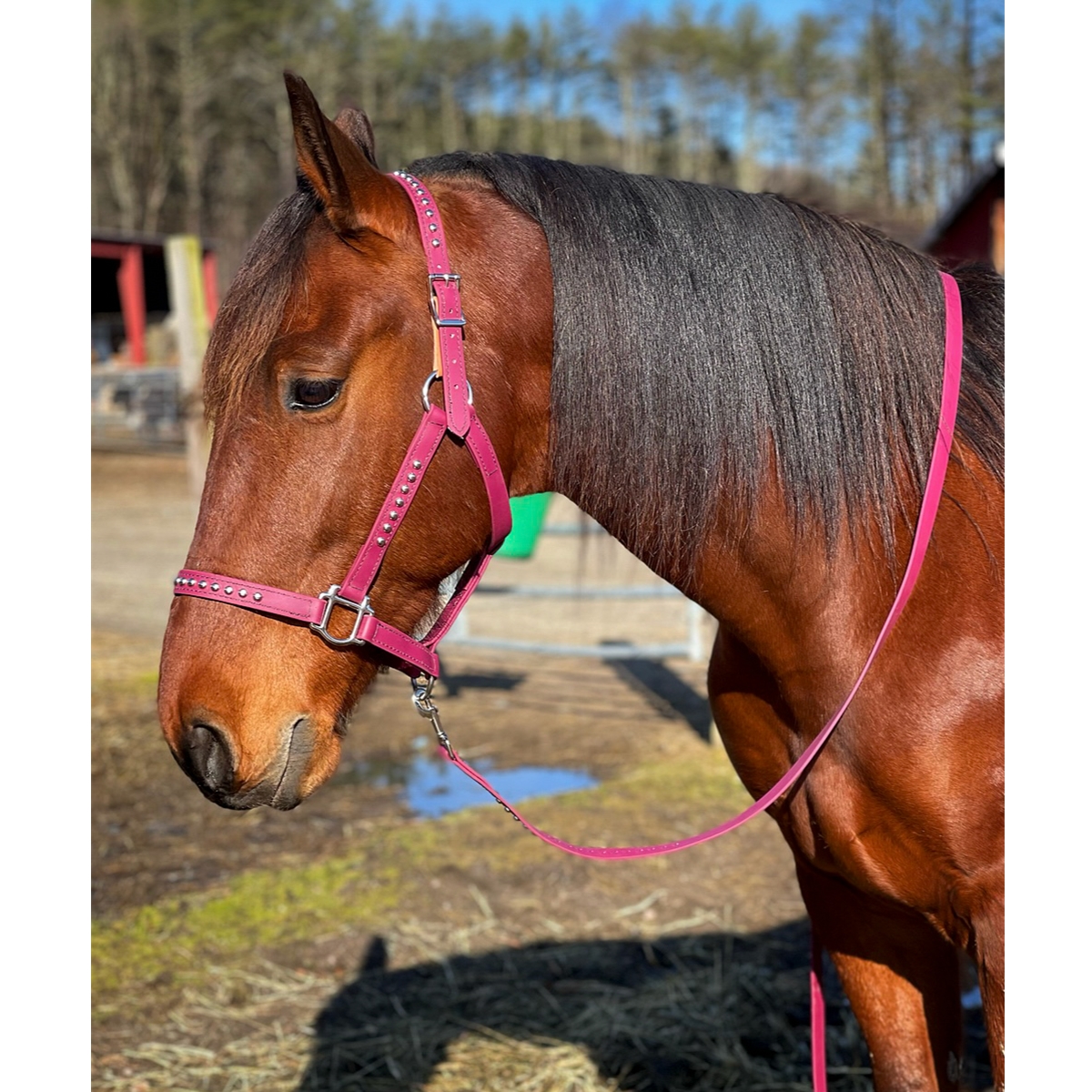 Horse Halter Safety Break Away