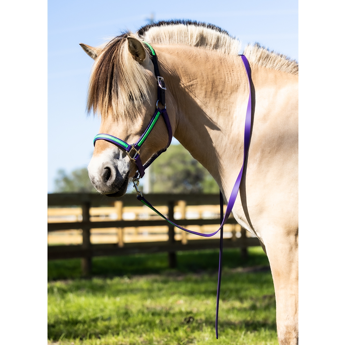 SUNFLOWER YELLOW Turnout HALTER & LEAD made from BETA BIOTHANE