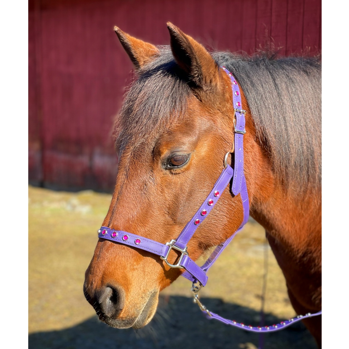 Luxury leather halter with bling