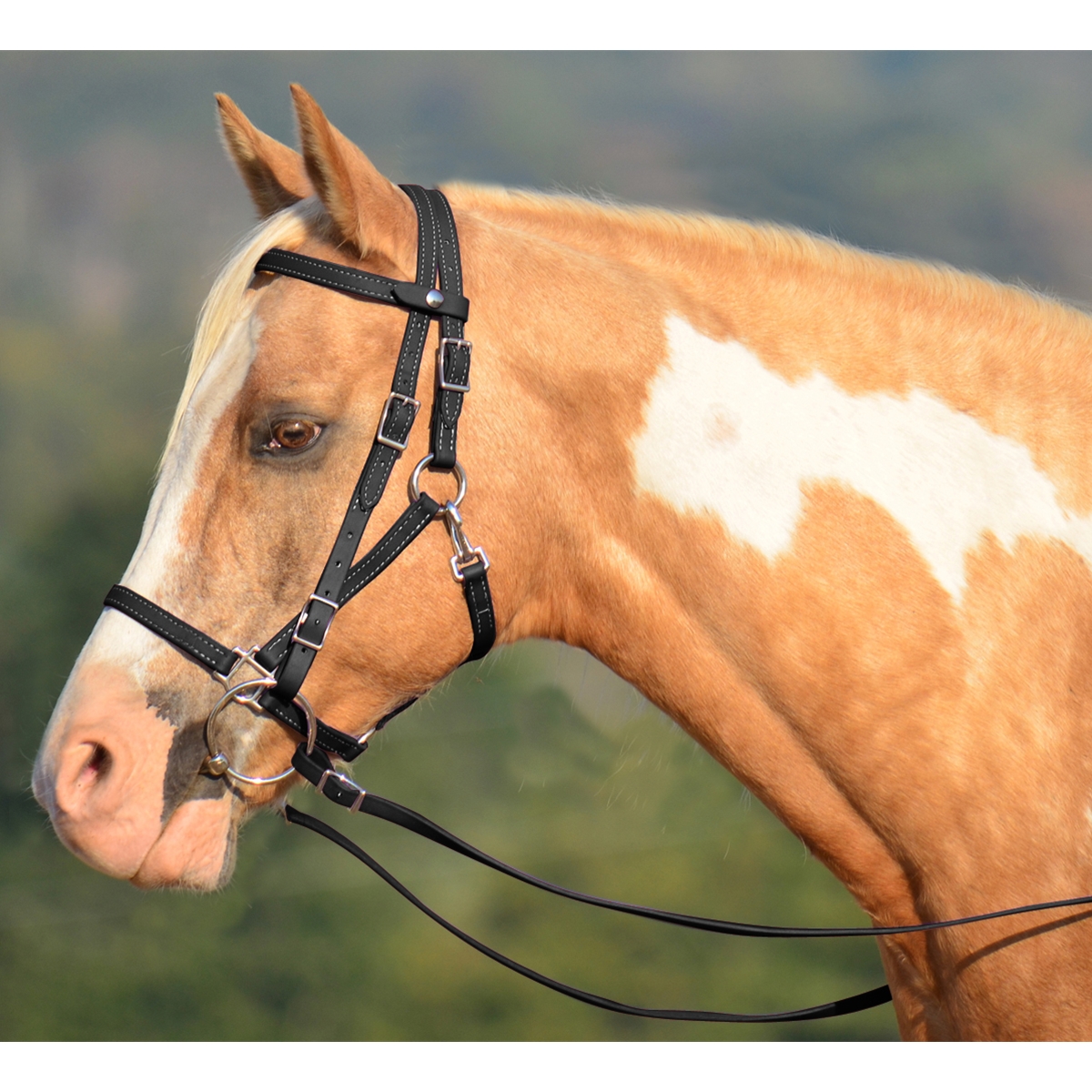 LEATHER Quick Change Halter Bridle with Snap on Browband