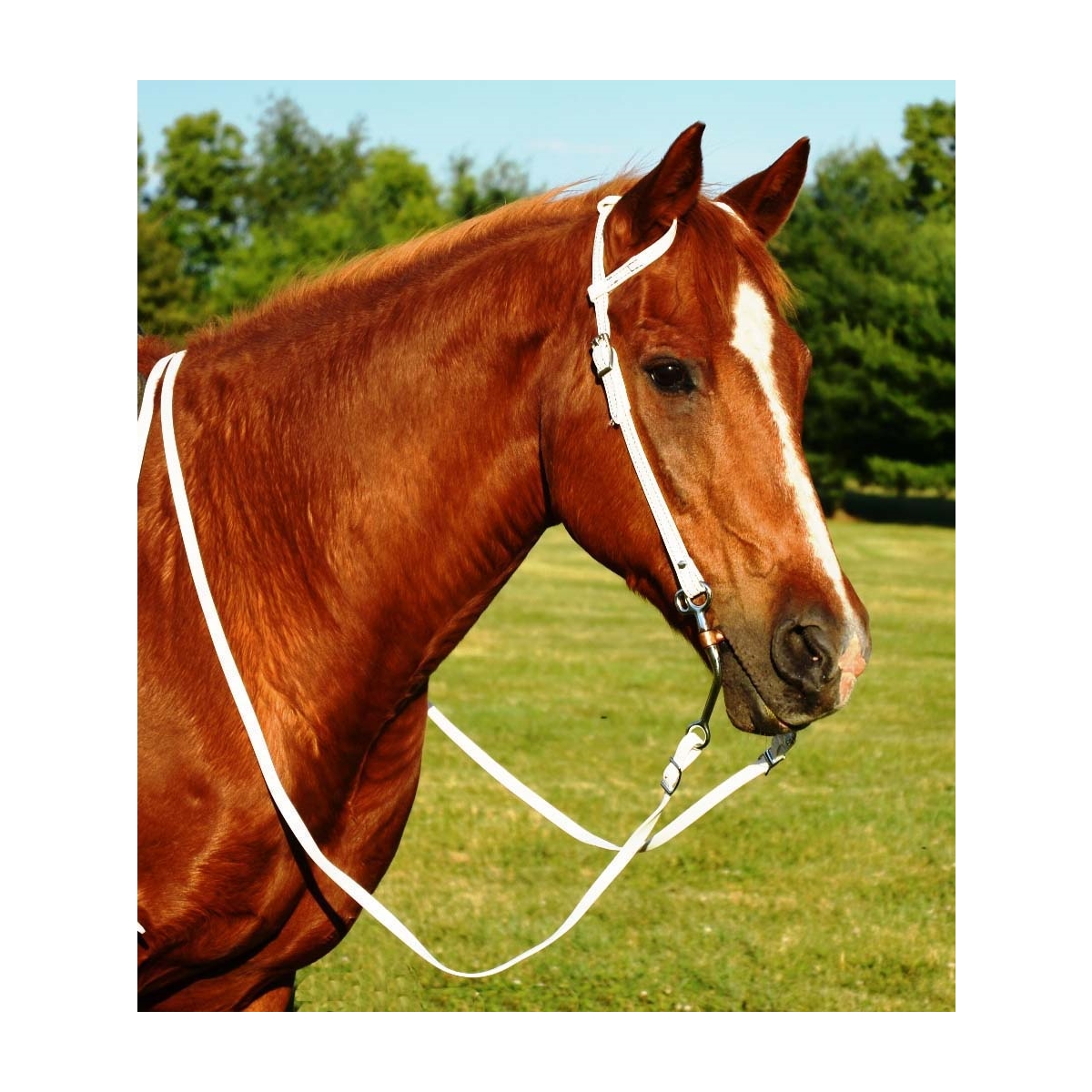 White Western Bridle One Ear or Two Browband Made From Beta Biothane Two Horse Tack
