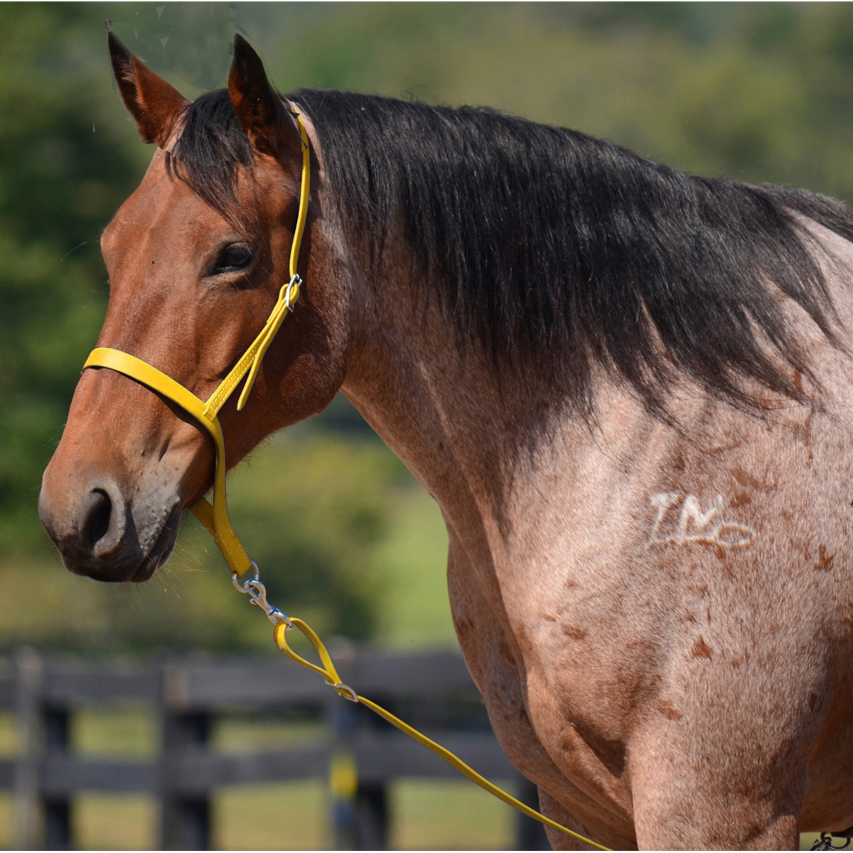 Equestrian Harness Leather 3 4 Tie Down Stainless Steel Hardware Horse Tack New Sporting Goods