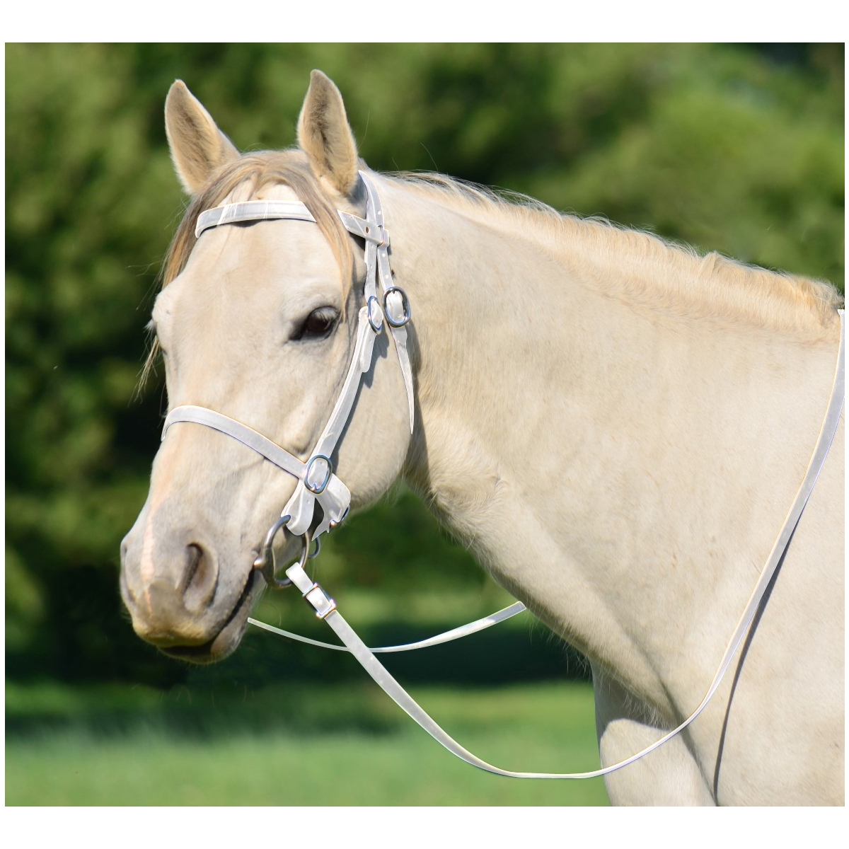 Buy Online Dog Leash Made From Beta Biothane Two Horse Tack