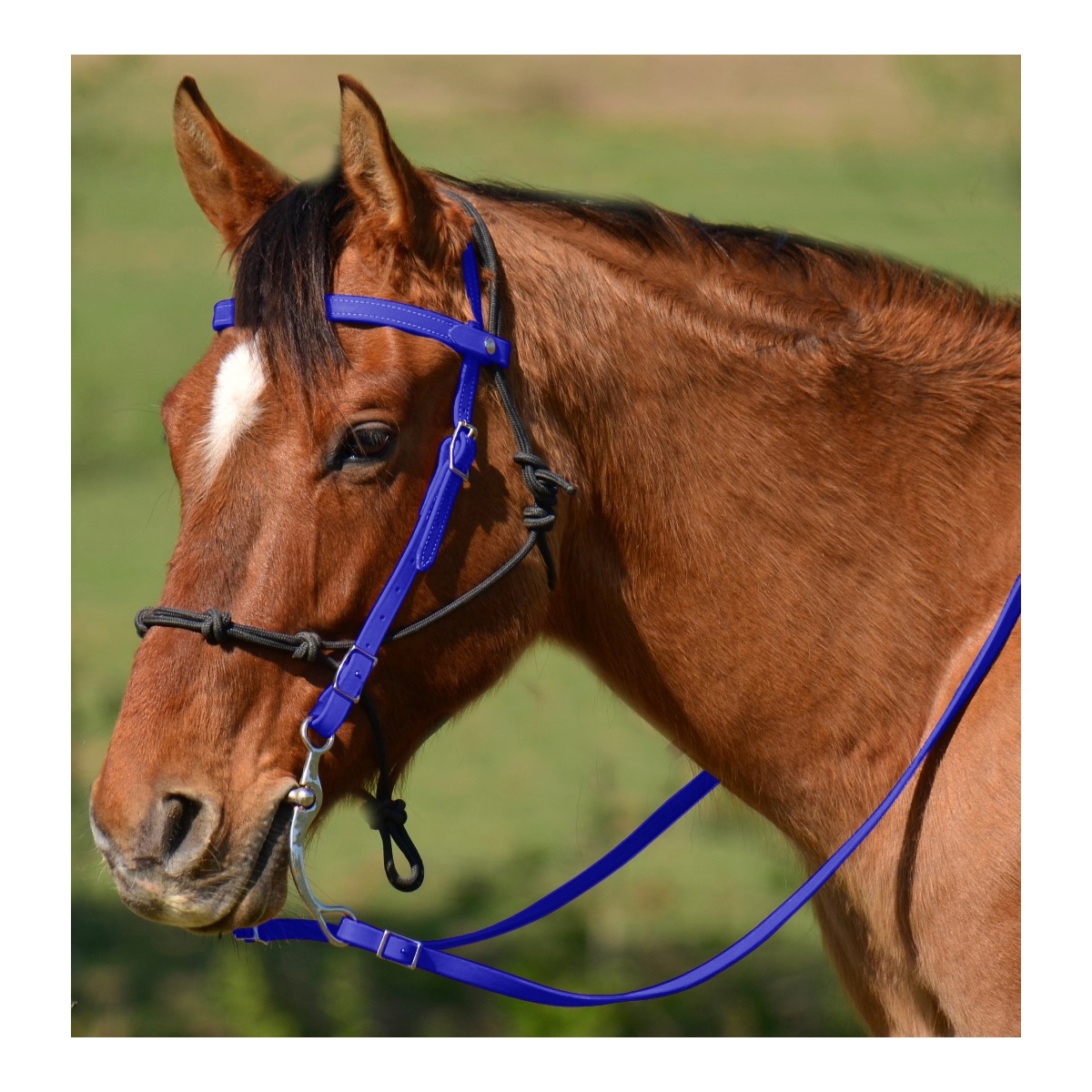 Royal Blue & Metallic Gold Inlay Bronc Halter