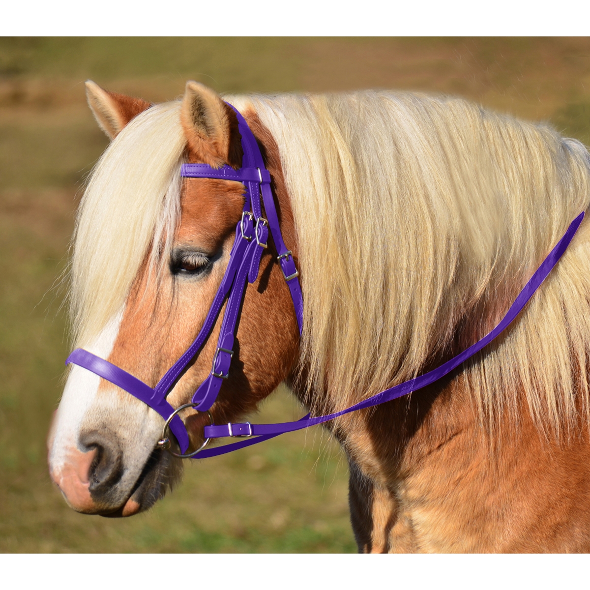 Purple English Hunt BridleTwo Horse Tack