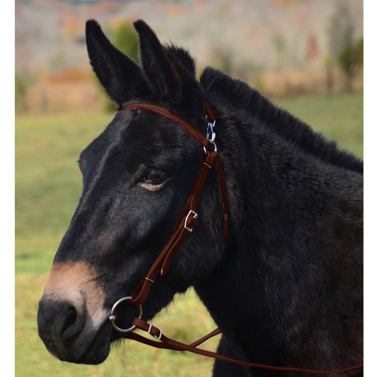 Dark Brown Mule Bridle Made from Beta Biothane