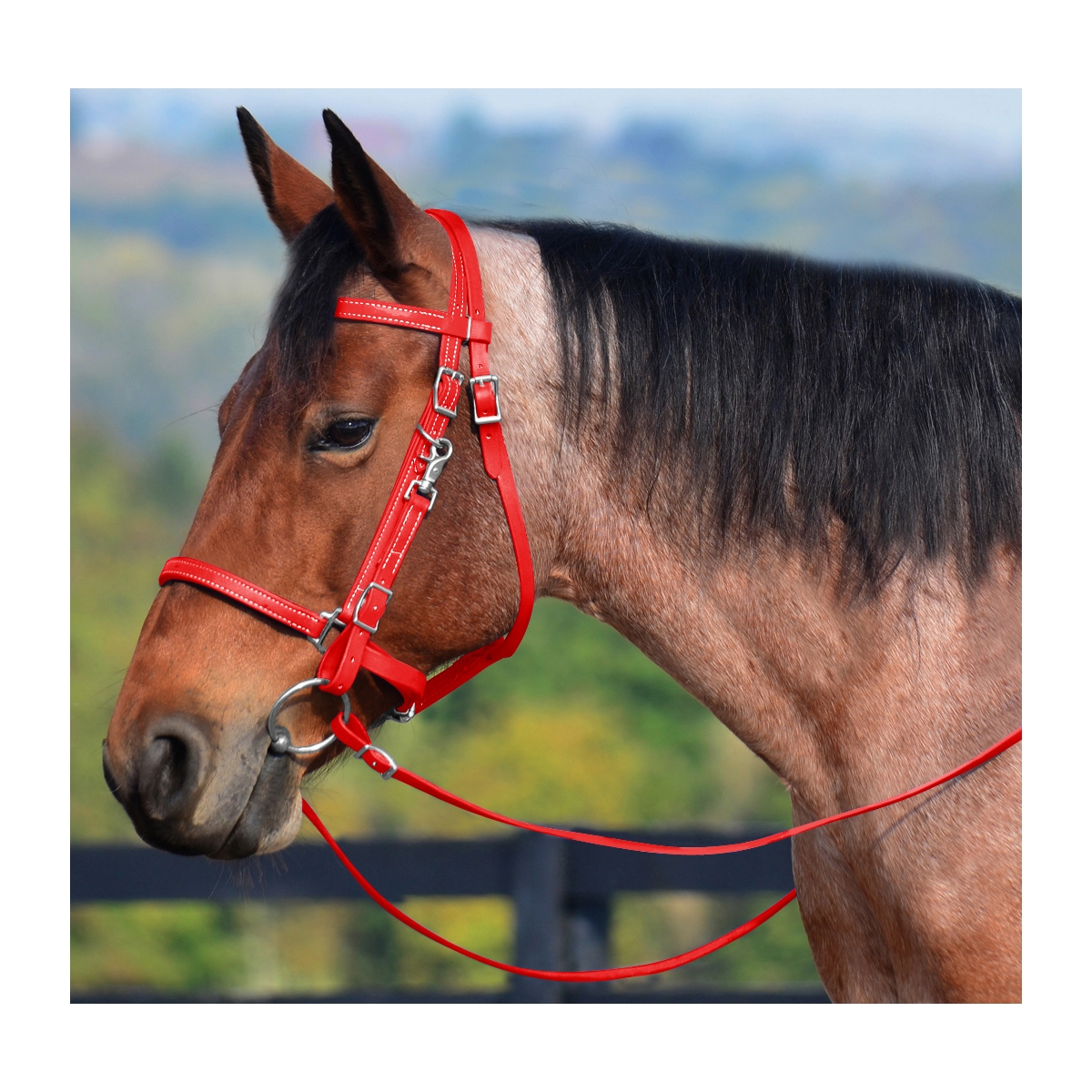 Buy White Traditional Halter Bridle with Bit Hangers at Two Horse Tack