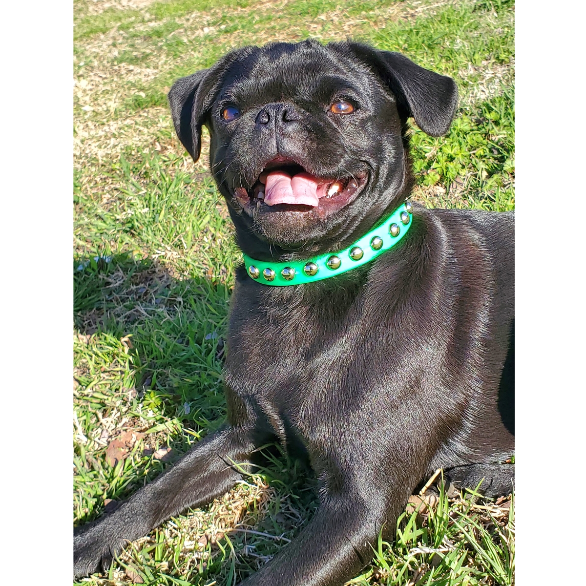 Shop Dog Collars Made from Beta Biothane with Silver Studs Two