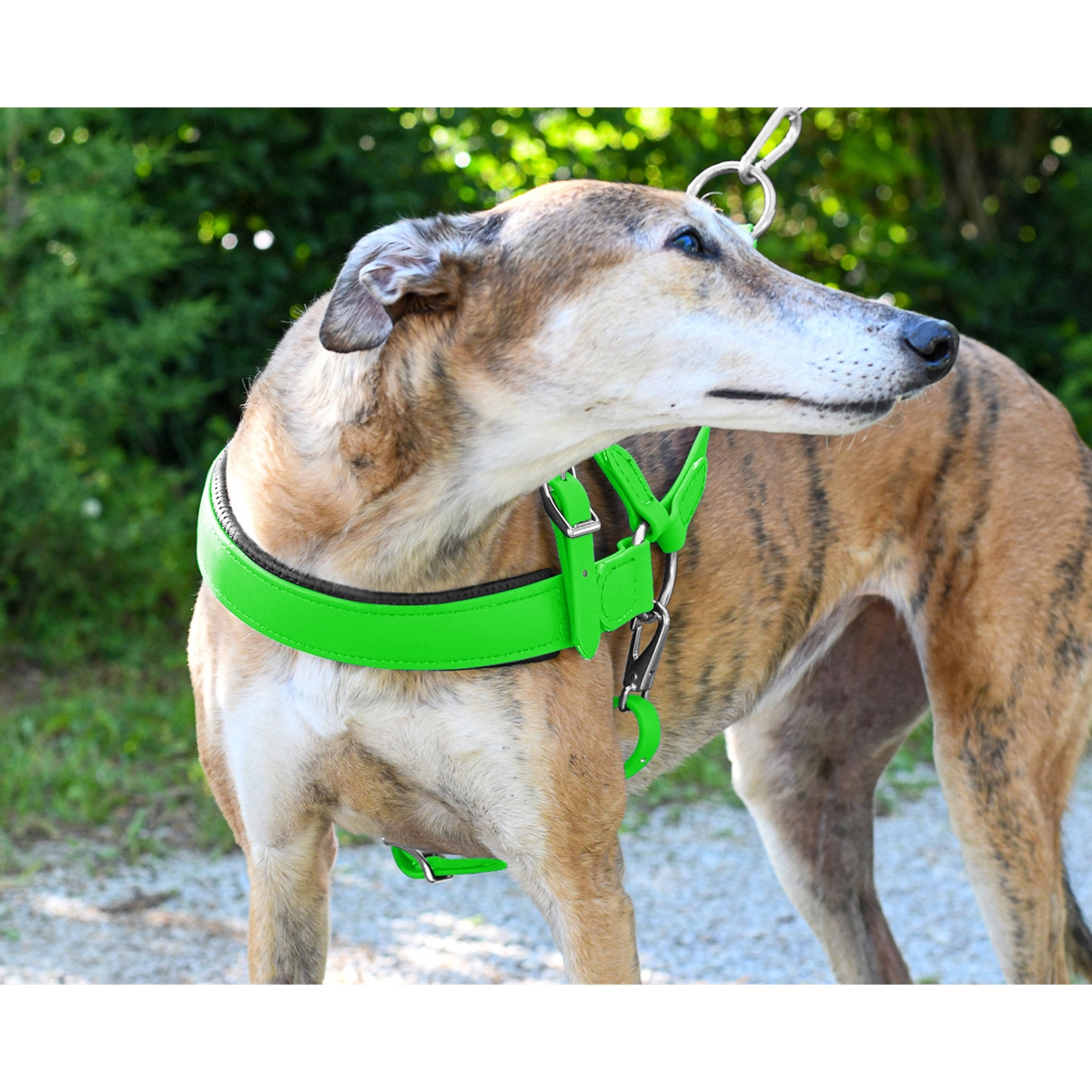 Custom Made Dog Roading Harness Two Horse Tack