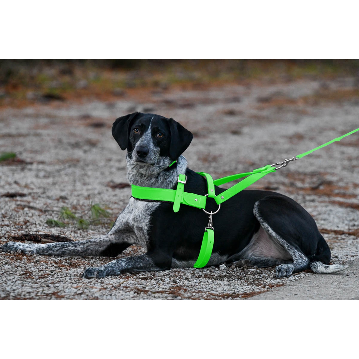 Buy Online Dog Leash Made From Beta Biothane Two Horse Tack