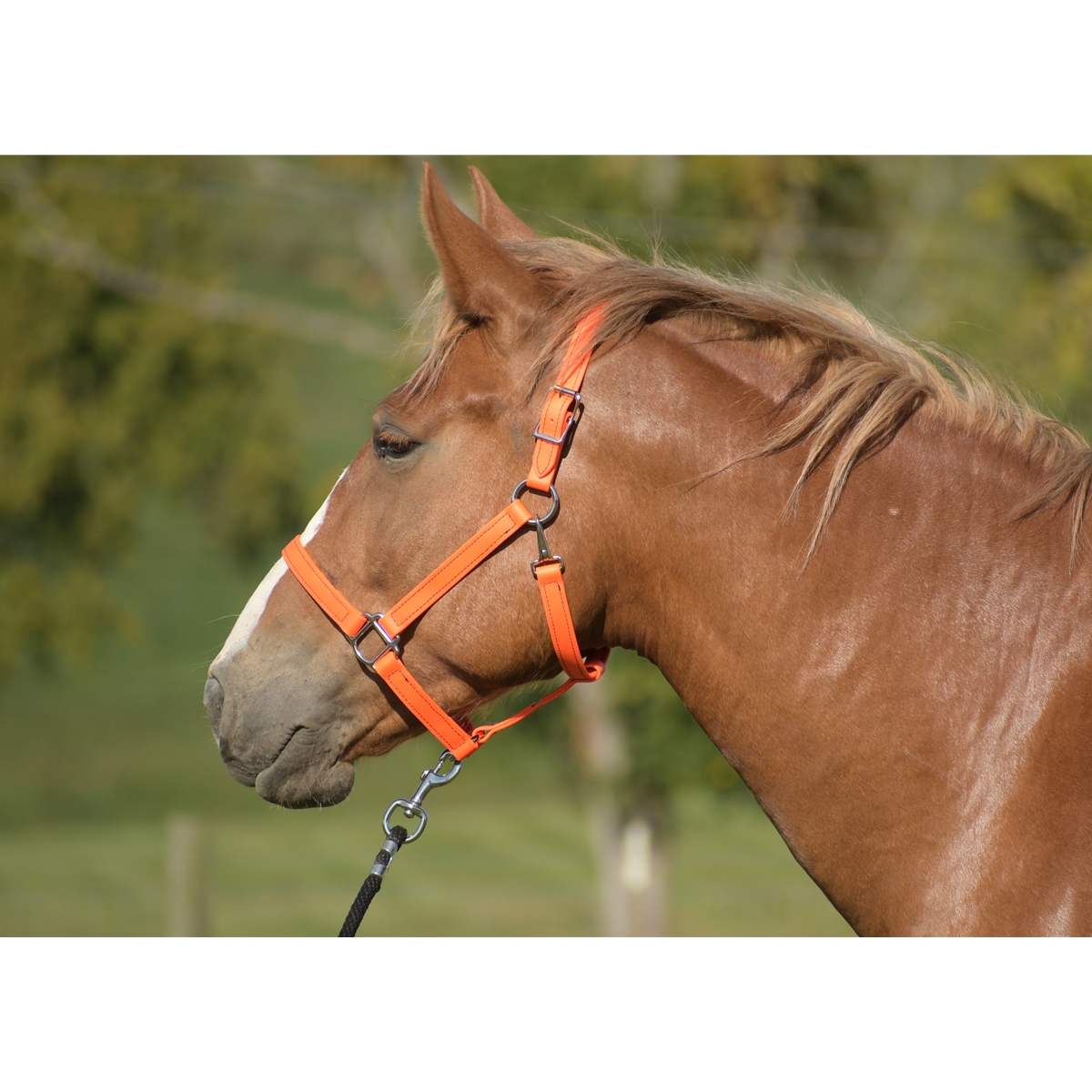 Two Horse Tack ****DISCOUNTED TACK*** 20 Orange Halter Warmblood