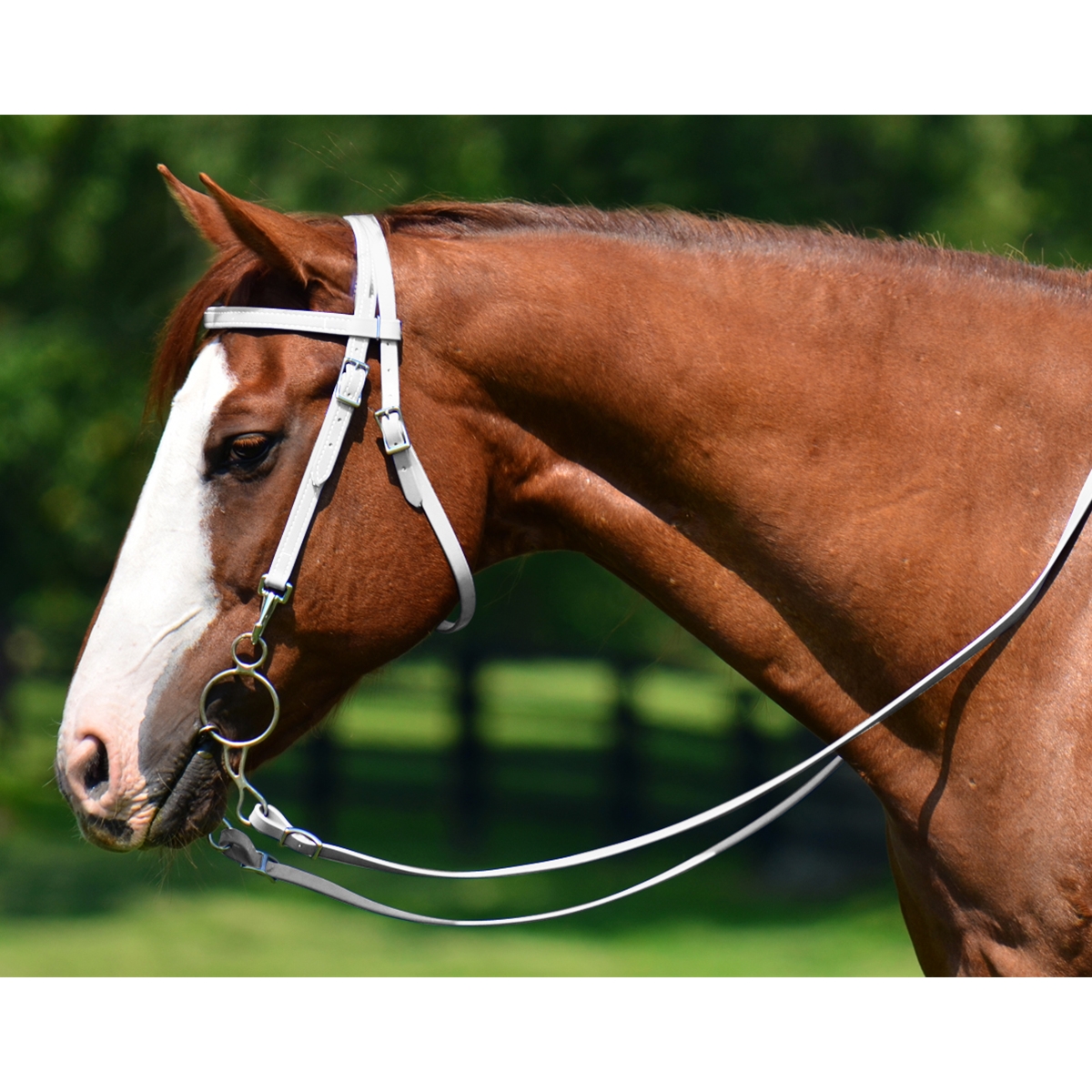 Western Bridle On Horse