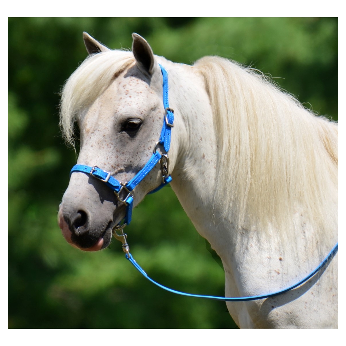 mini pony white show cotton rope halter with yellow or black flecks new 