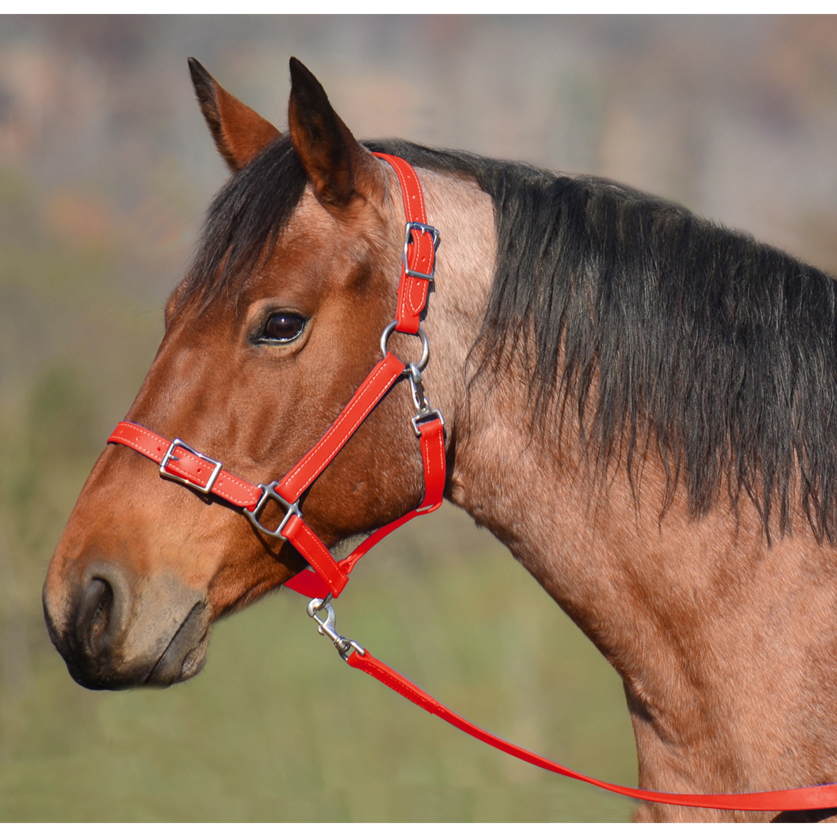 HORSE SIZE Buckle Nose Halter made from BETA BIOTHANE