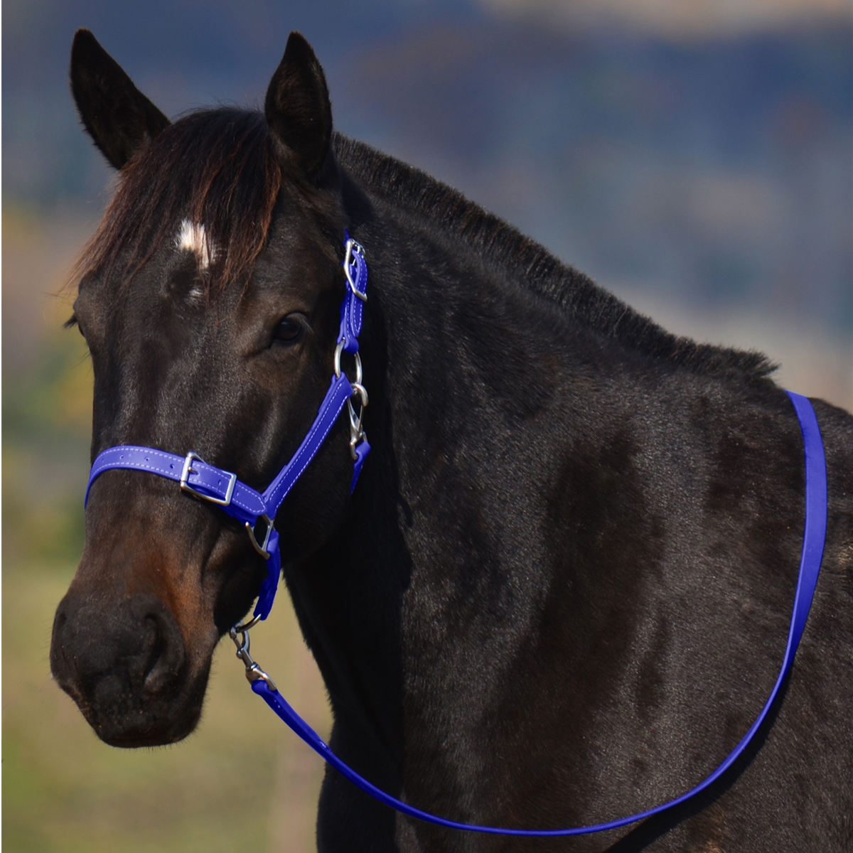 WARMBLOOD/THOROUGHBRED SIZE Buckle Nose Halter made from BETA BIOTHANE