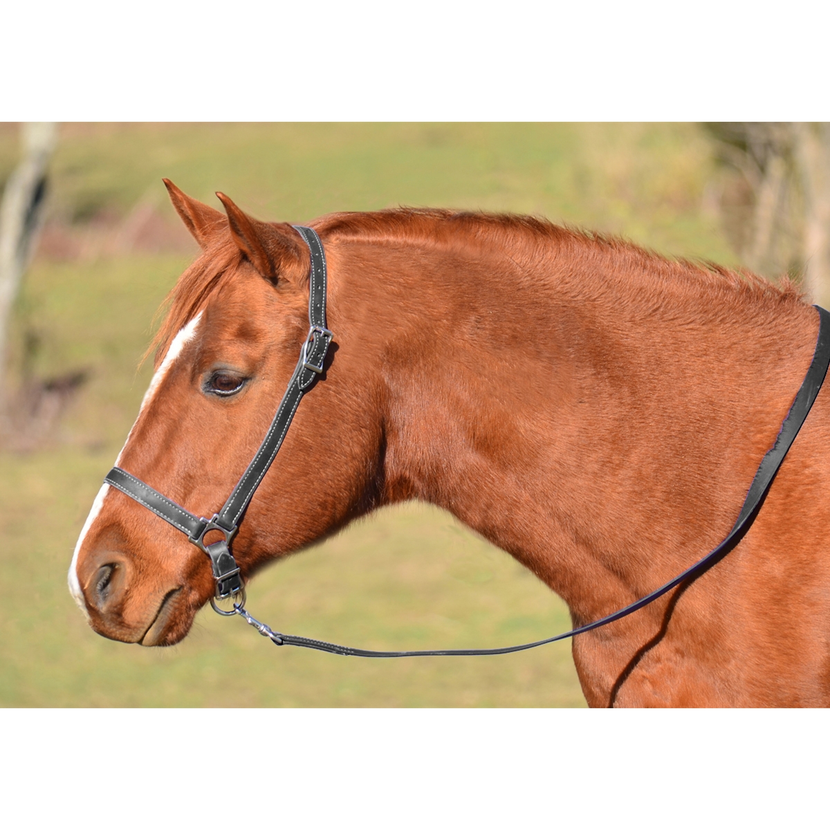 Horse Size Grooming Halter Two Horse Tack