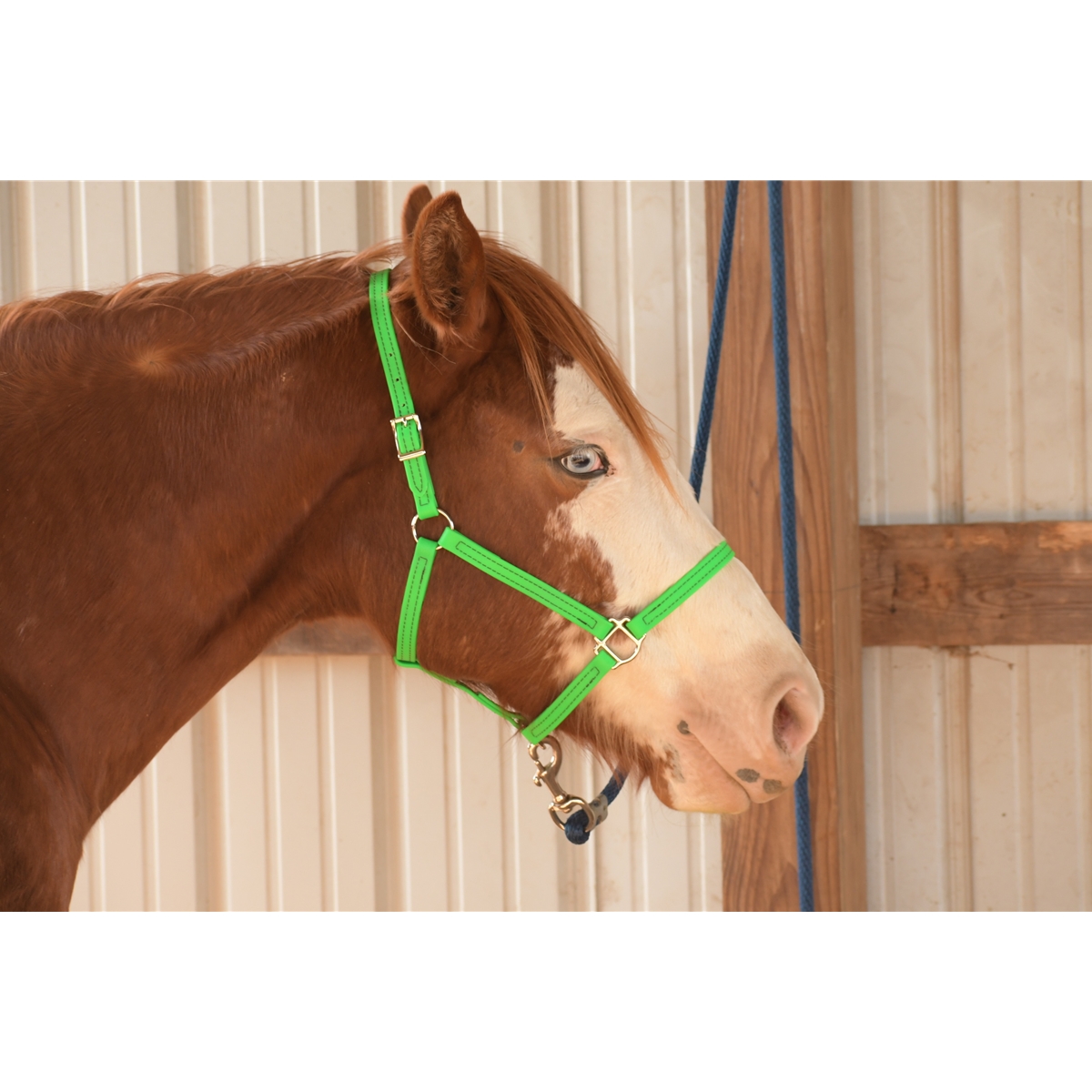 Two Horse Tack ****CLEARANCE ITEM*** 18 Lime Green Beta Biothane