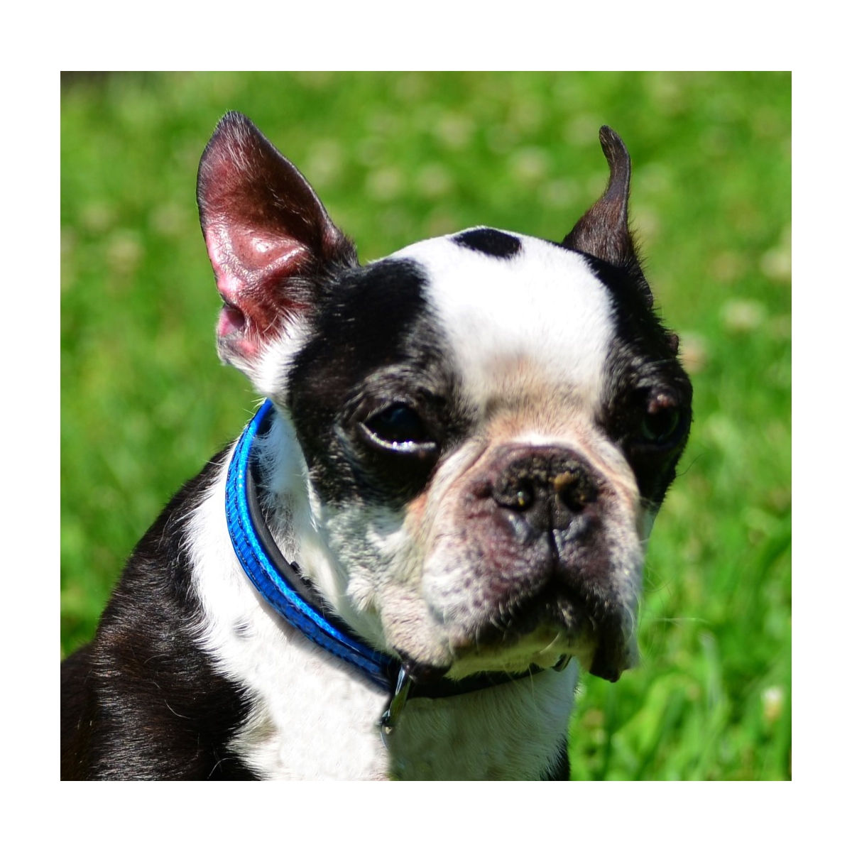 Dog Lead Collars Dog Harness and Lead Two Horse Tack