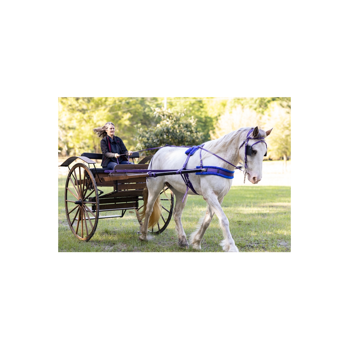 Horse Driving Harness Horse Harness for Sale Two Horse Tack