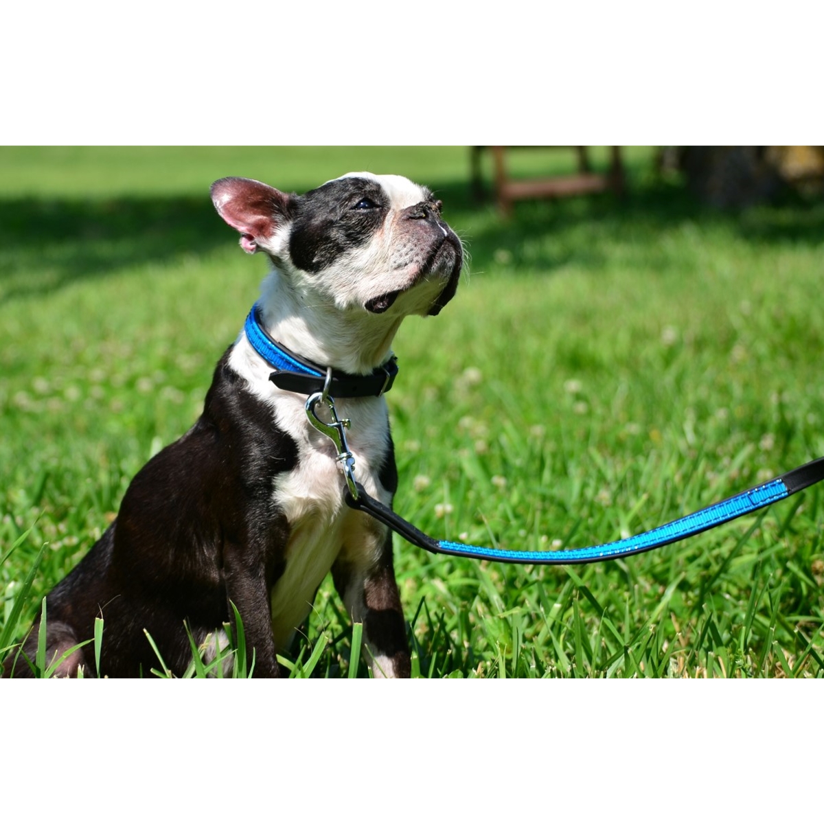 Buy Online Dog Leash Made From Beta Biothane Two Horse Tack