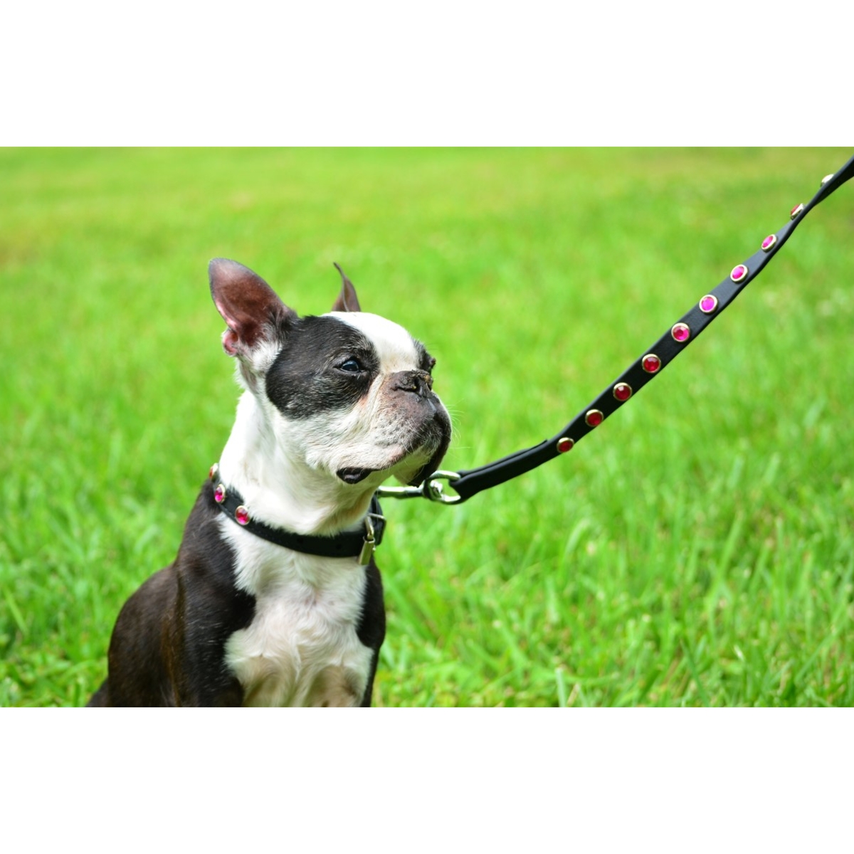 Bling dog collars deals and leashes