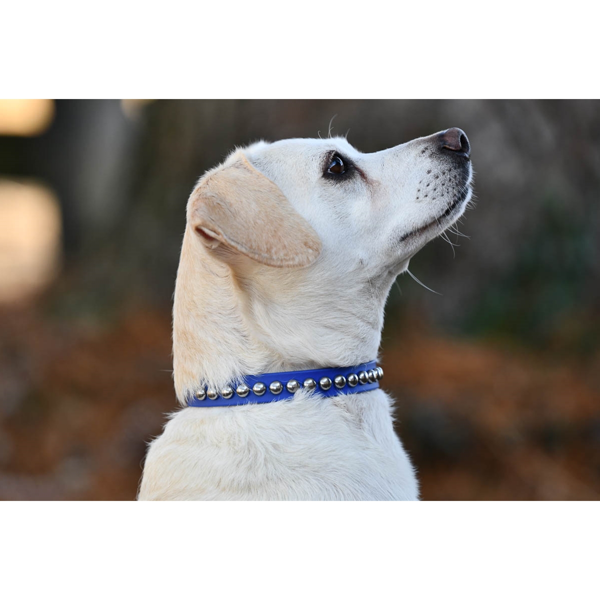 Shop Dog Collars Made from Beta Biothane with Silver Studs- Two Horse Tack