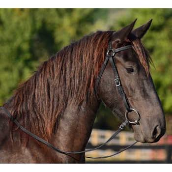 Bride Barcoo Cuir Noir Premium Pour Cheval - Avec Rênes - Taille Cheval - Neuf