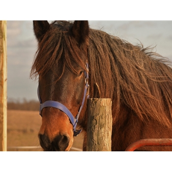 Apple Green Beta Biothane Halter - Any Size, Any Style